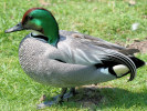 Falcated Duck (WWT Slimbridge June 2010) - pic by Nigel Key